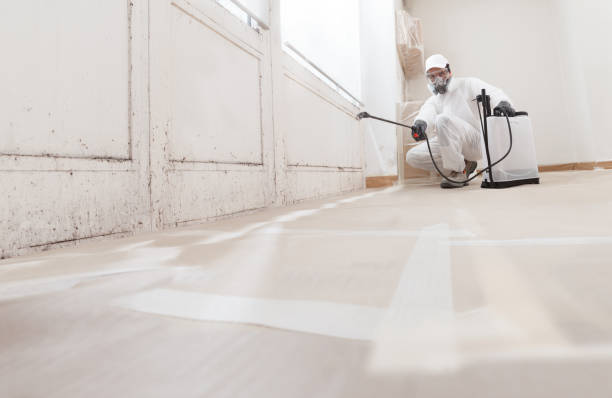 Black mold remediation team in Spring Grove