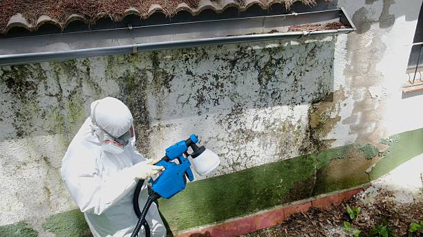 Mold Remediation service in Spring Grove, Spring Grove, VA